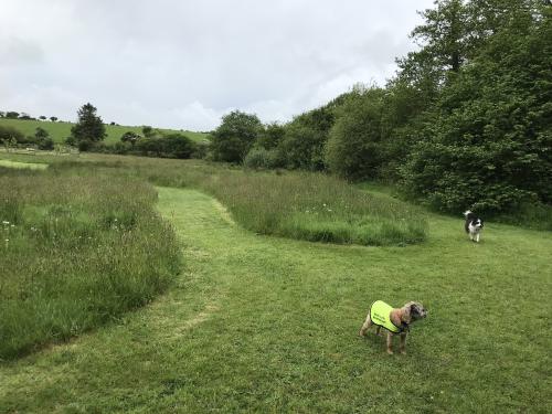 Photo Gallery Image - Walking in the meadow