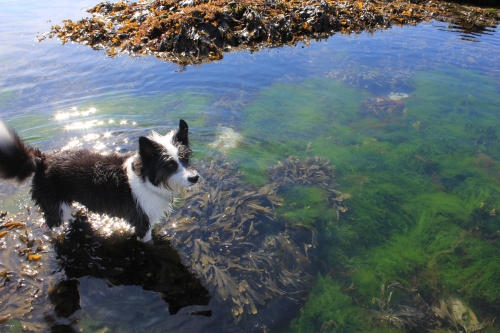 Photo Gallery Image - Bob rockpooling at Seaton beach