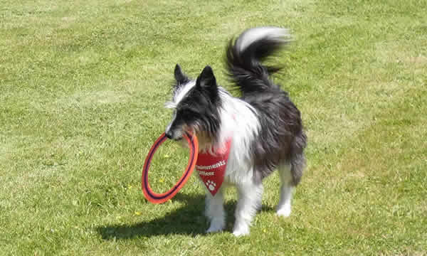 Our dog Bob having fun in our recreation field at Hendrifton