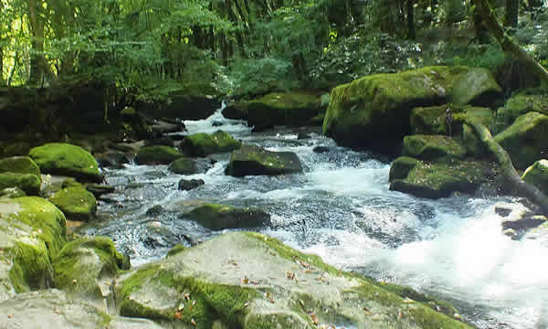 Golitha Falls